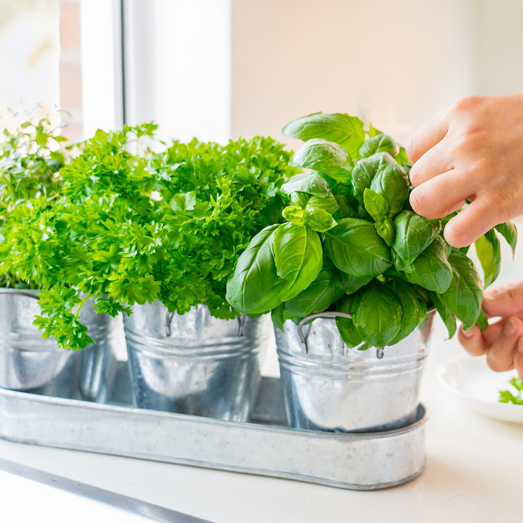 Growing Herbs and Vegetables Icon
