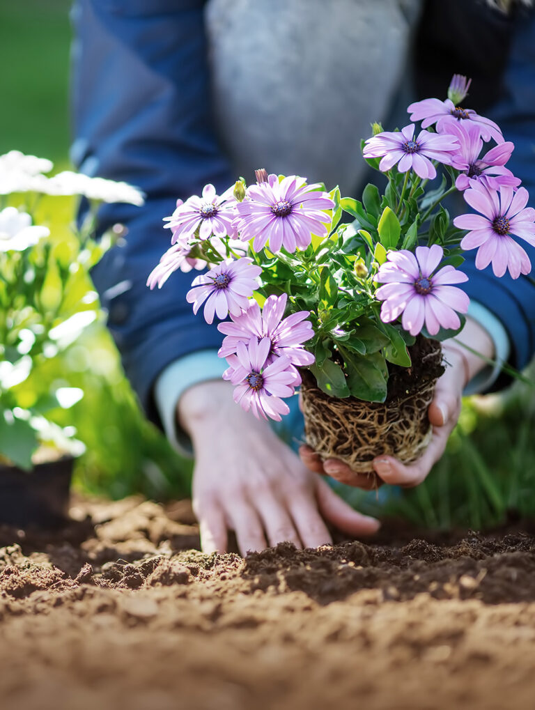 Planting Zones Explained: What They Are, Why They Matter, and How to Use Them in Your Garden
