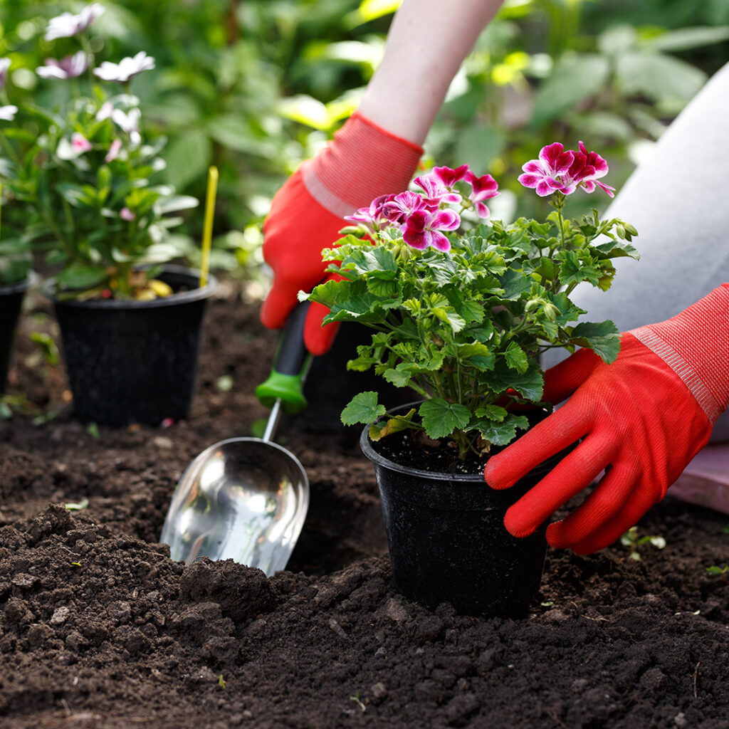 What to Plant Icon